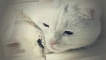 Котката е била ухапана от оса или пчела: какво да правя у дома